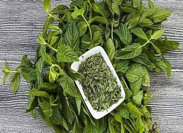 تصویر 4 از قیمت خرید نعناع فلفلی خشک شده + فروش ویژه